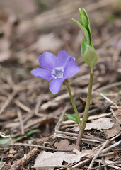 zarte Frühlingsblume Immergrün mit Blüte in violett am Waldboden
