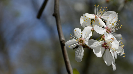 white spring flowers