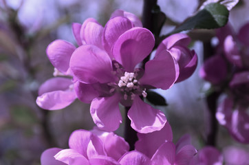 Fototapeta na wymiar Pink flowers spring time fresh