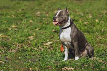 Beautiful dog American Staffordshire Terrier in the park, in the forest