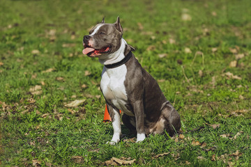 Beautiful dog American Staffordshire Terrier in the park, in the forest