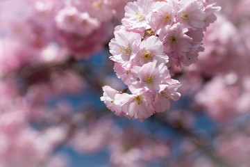 Rosa Blüte Kirschblüte im Frühjahr