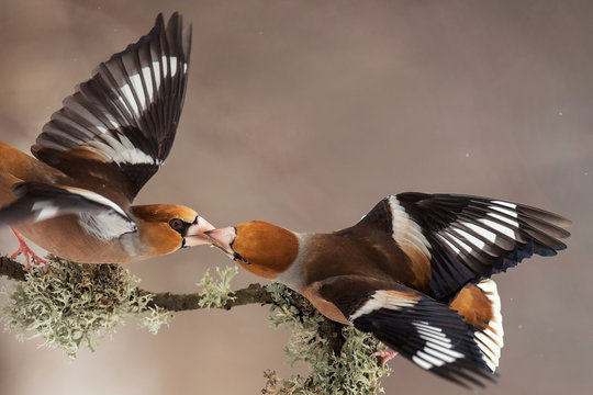 Hawfinch (Coccothraustes coccothraustes) with spread wings pass each other food