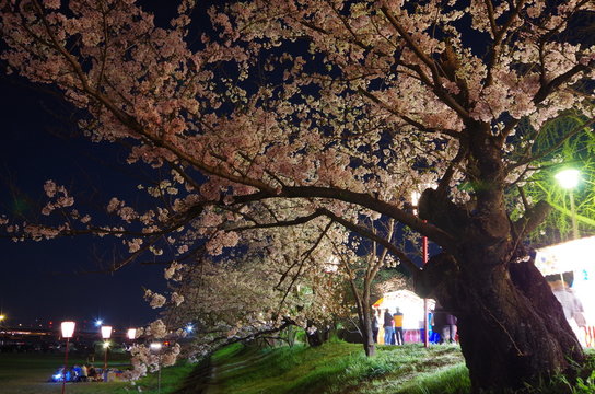 愛媛県西条市　武丈公園の夜桜