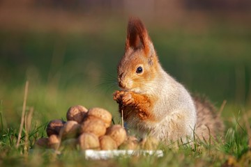 The red squirrel stands on the ground in front of a pile of nuts © Tatiana