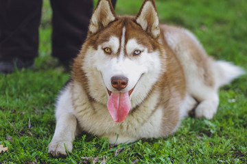 Beautiful dog Husky in the park, in the forest
