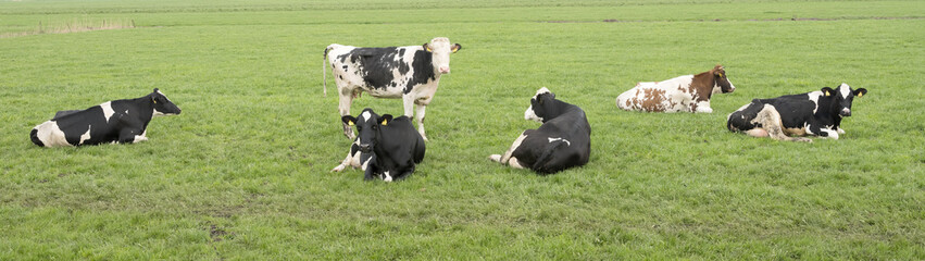 cows lie in green grassy meadow in the netherlands on panorama photograph