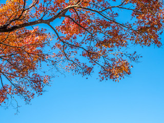 Fototapeta premium Colorful leaves in Japan autumn