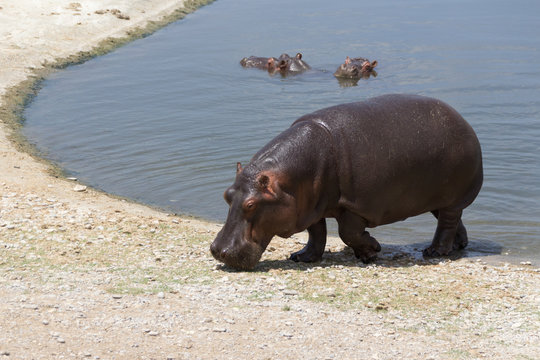 Hippo walking outside a lake