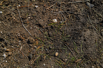 Background of pine needles and soil. Natural background