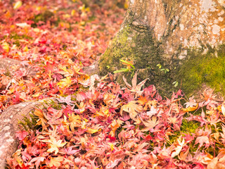 Colorful leaves in Japan autumn