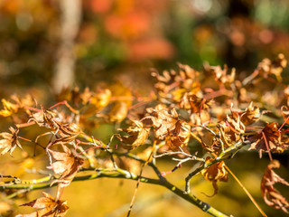 Colorful leaves in Japan autumn