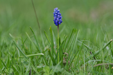 Tender blue muscari flower (Muscari armeniacum) in a nature