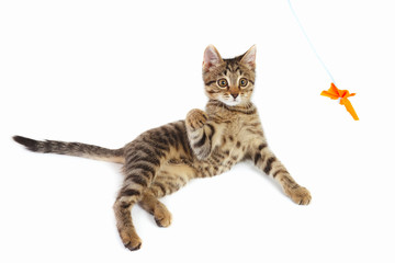 Tabby kitten is played with a orange paper bow on a white background