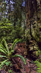 Redwood Tree With Ferns