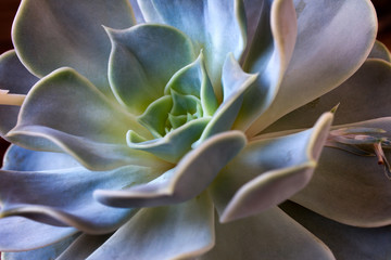 Succulent echeveria