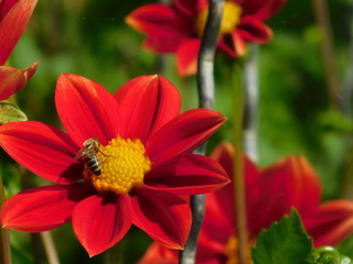 Rote Blume mit Biene