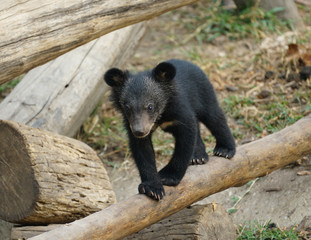 Obraz na płótnie Canvas young asiatic black bear