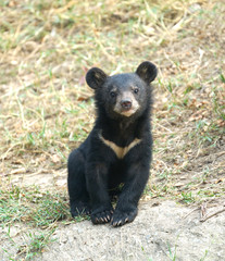 young asiatic black bear