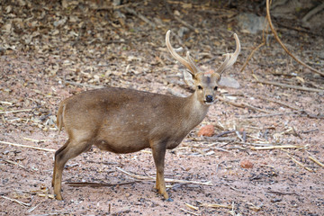 hog deer (Hyelaphus porcinus)