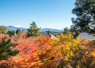 Colorful leaves in Japan autumn