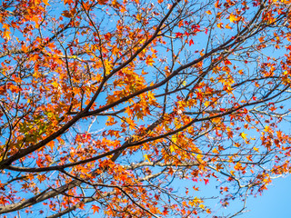 Colorful leaves in Japan autumn