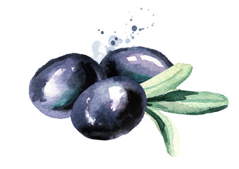 Black sweet olives composition, isolated on white background. Watercolor hand drawn illustration