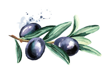 Black sweet olives on the branch, isolated on white background. Watercolor hand drawn illustration