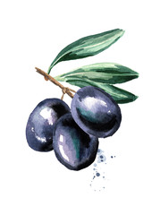 Black sweet olives on the branch. Watercolor hand drawn illustration isolated on white background