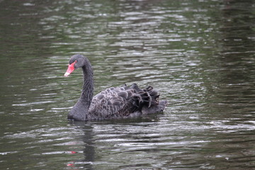 The Black Swan on London Lake
