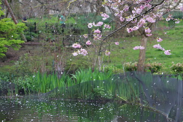 Falling Blossom in a London Park