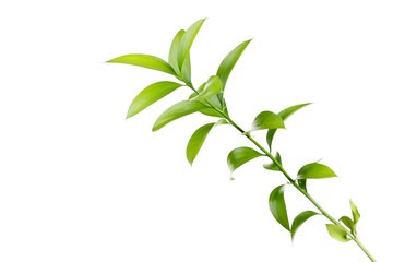 Young green plant on white background
