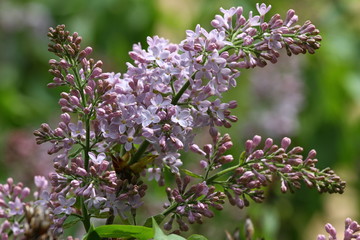 Lilac. Lilacs, syringa or syringe. Colorful purple lilacs blossoms with green leaves. Floral pattern. Lilac background texture. Lilac wallpaper. No sharpen.
