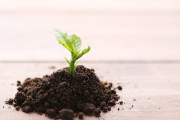 Young plant in ground on wooden table