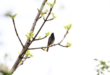 Common blackbird or ouzel. Little common blackbird with red beak. The common blackbird (Turdus merula) is a species of true thrush. It is also called Eurasian blackbird. 