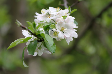 Obraz premium Blossoming orchards in the spring. Blooming orchard trees. Spring background. Spring orchard on sunlight. Spring flower field background. Floral pattern. No sharpen