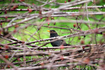 Common blackbird or ouzel. Little common blackbird with red beak. The common blackbird (Turdus merula) is a species of true thrush. It is also called Eurasian blackbird. 