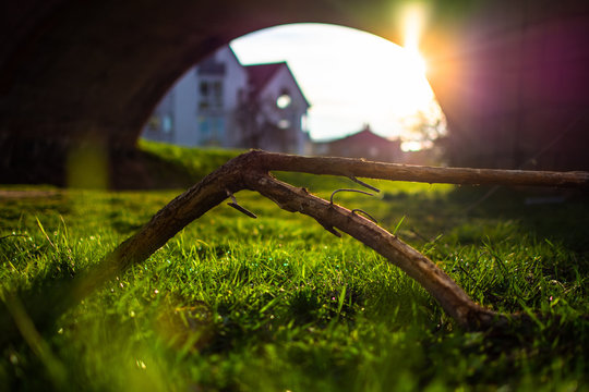 Sunset branch in green grass