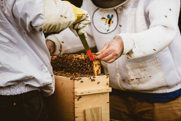 beekeeping