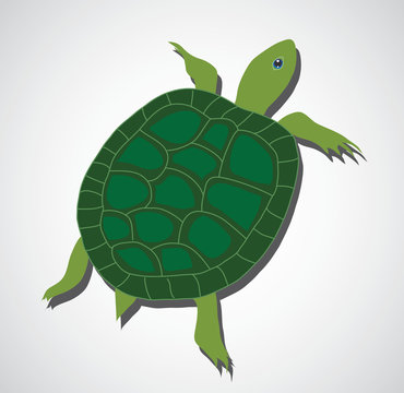 Green turtle, beautiful turtle, art turtle
