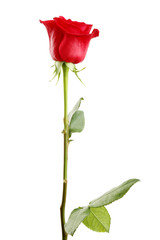 Red rose on white background