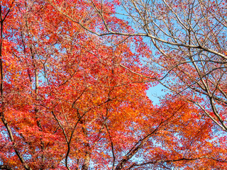 Colorful leaves in Japan autumn