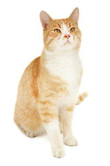 Ginger cat isolated on white background