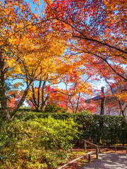 Colorful leaves in Japan autumn