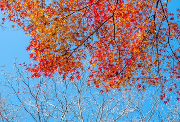 Colorful leaves in Japan autumn