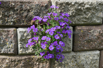 aubrieta on a wall