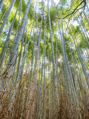 Bamboo forest in Arashiyama, Japan