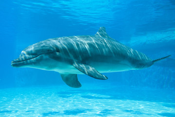 Winking dolphin