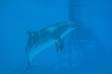 Curious dolphin © Photo&Lightroom  LF