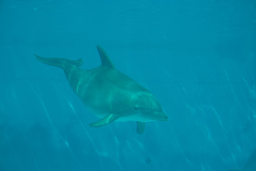 Dolphin © Photo&Lightroom  LF
